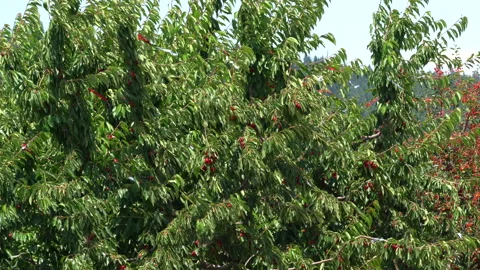 Foil strips placed in a berry tree prevents birds infestation Stock Footage 141165536