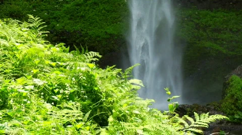 Foilage and Waterfall Stock Footage 313663