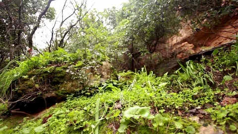 Foilage boulders and tree roots Stock Footage 74073343