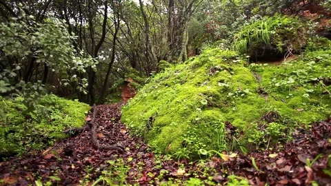 Foilage boulders and tree roots Stock Footage 74073355