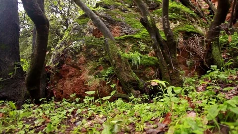 Foilage boulders and tree roots Stock Footage 74073367