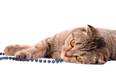Fold cat lying on a white background with beads Stock Photos