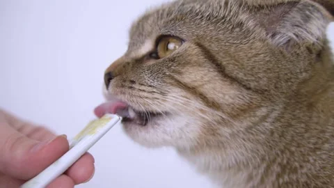 A fold-eared cat licks the puree from the package. Stock Footage 143471334
