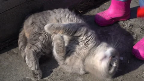 A fold-eared Scottish gray cat lies on its back and a child strokes it. Stray Stock Footage 152053169