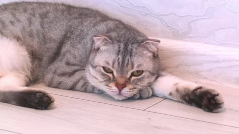 A fold-eared Scottish gray cat lies asleep on the floor in the house. Stock-Footage 246629750