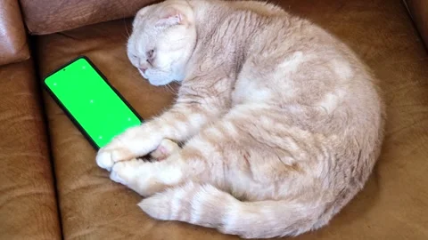 Fold-eared tabby cat lies on a brown leather sofa with a phone with a green Stock Footage 286343828