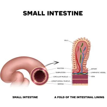 A fold of the intestinal lining Illustrazione stock