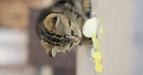 Fold kitten greedily eats boiled egg, close-up, vertical video Stock Footage 247622231
