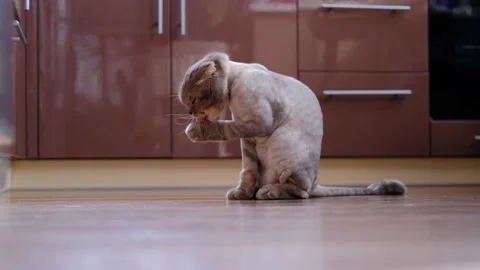 Fold kitten sits in a British kitchen and washes. Stock Footage 166086257