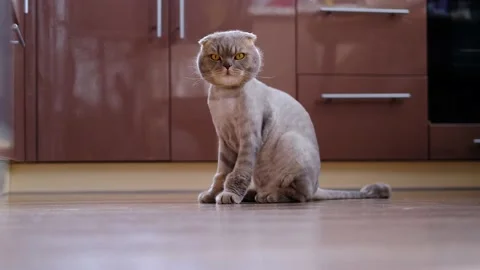 Fold kitten is sitting in the kitchen. Trimmed gray British cat. Copy space. Stock Footage 166085681