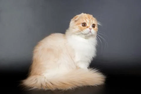Fold long-haired ginger cat on a black background, studio photo Stock Photos