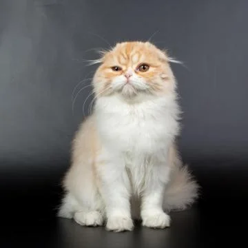 Fold long-haired ginger cat on a black background, studio photo Stock Photos