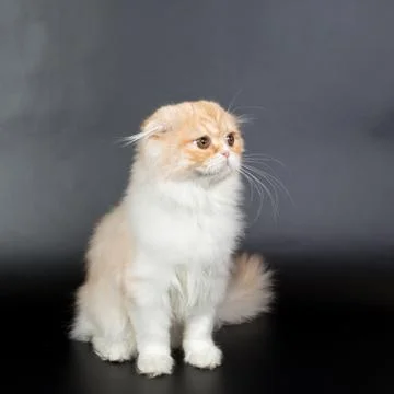 Fold long-haired ginger cat on a black background, studio photo Stock Photos