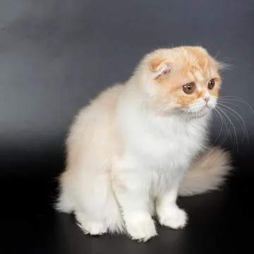 Fold long-haired ginger cat on a black background, studio photo Stock Photos