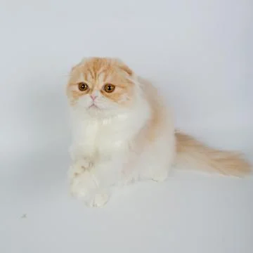 Fold long-haired ginger cat on a white background, studio photo Stock Photos