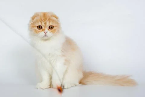 Fold long-haired ginger cat on a white background, studio photo Stock Photos