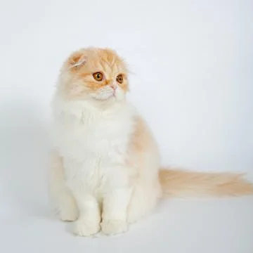 Fold long-haired ginger cat on a white background, studio photo Stock Photos