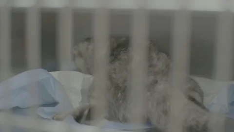 Folded cat after anesthesia 스톡 동영상 126395763