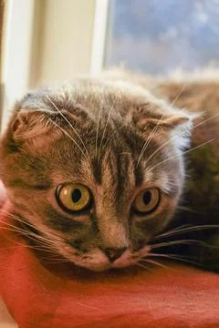 The folded ears frame its round face, giving it an elegant look. The vibran.. Stock Photos