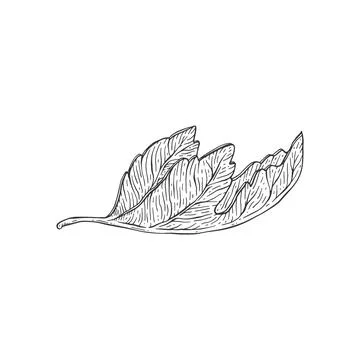 Folded leaf of fig tree in hand drawn sketch vector illustration isolated. Stock Illustration