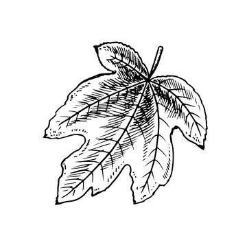Folded leaf of fig tree in hand drawn sketch style vector illustration isolated Stock Illustration