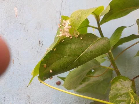 Folded leaf secured by silk, containing a resting shelter for Common Tailorbird Stock Photos
