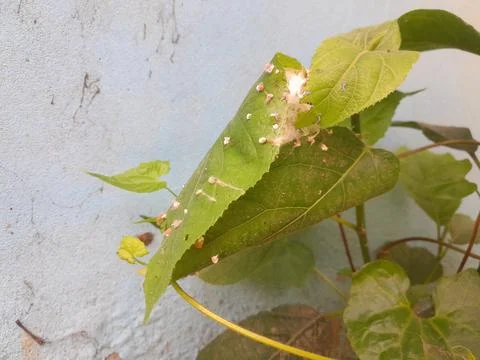 Folded leaf secured by silk, containing a resting shelter Fotos Stock