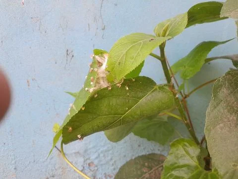 Folded leaf secured by silk containing a resting shelter for Common Tailorbird Stock Photos