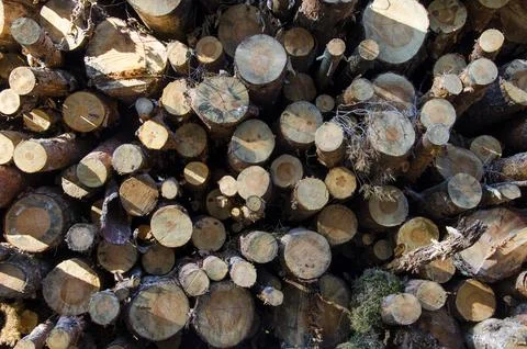 Folded log cabin with logging, texture of a tree, background of trees Stock Photos