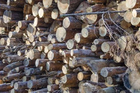 Folded log cabin with logging, texture of a tree, background of trees Stock-Fotos