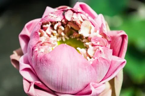 Folded lotus close-up Stock Photos