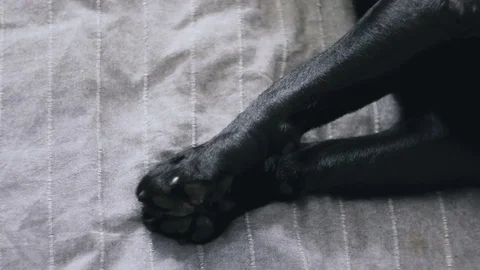 Folded paws with pads and claws of a black retriever labrador dog Stock Footage 80232745