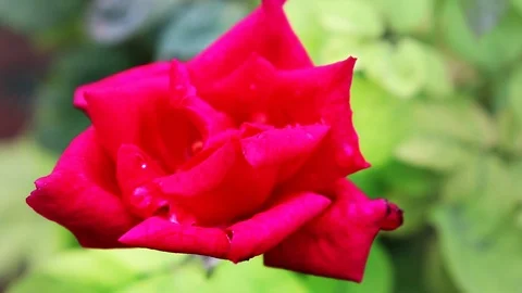 Folded Petals in Red Rose Stock Footage 107246511