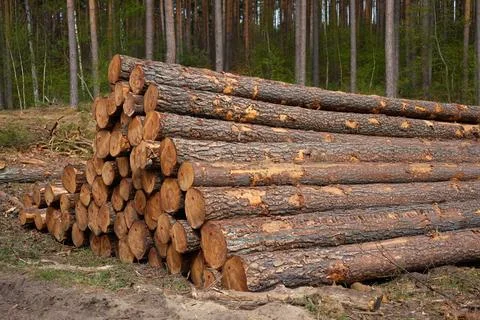 Folded pine tree trunks in forestry Stock Photos
