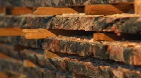 Folded sawn trees Stock-Footage 10919291