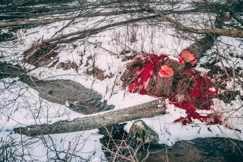 Folded trees lie in a stream in winter. Red sawdust and chips, r Stock Photos