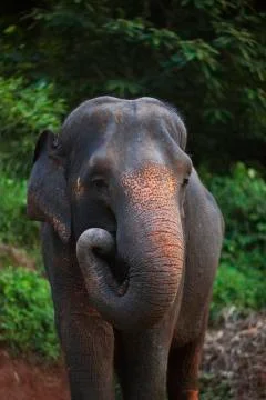 Folded trunk elephant colored  Stock Photos