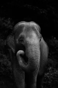 Folded trunk elephant  Stock Photos