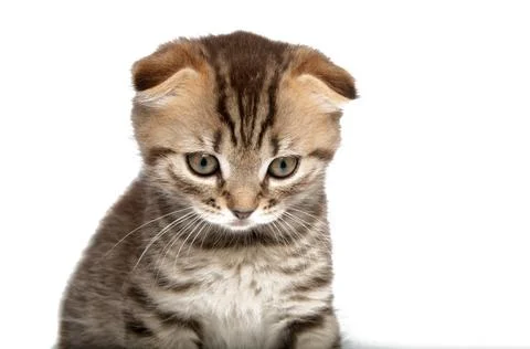 Folding cat isolated on the white Stock Photos