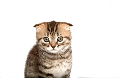 Folding cat isolated on the white Foto stock