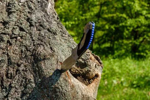 Folding knife stuck in the old tree trunk Stock Photos