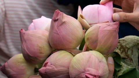 Folding lotus petals Stock-Footage 118286368
