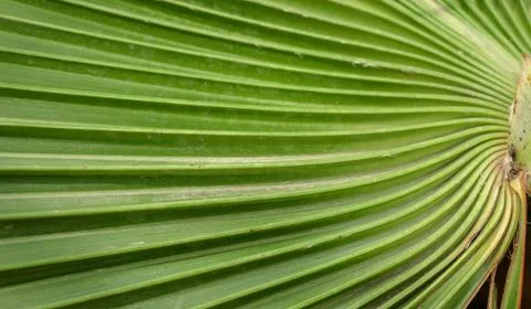 Foldings on palm leaf Foto stock