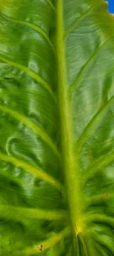 Folha verde Stock Photos