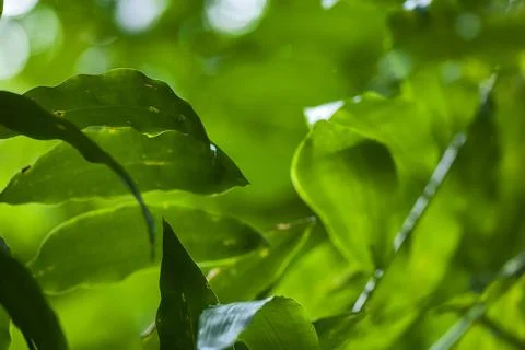 Folhas (Planta) | Leaf Stock Photos