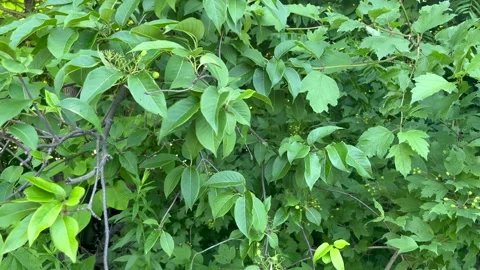 Foliage 001 Stock Footage 308768534