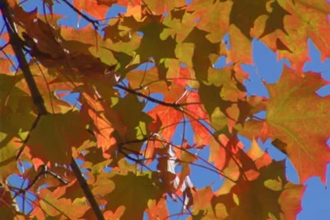 Foliage 1 Stock Footage 22376541