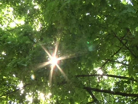 Foliage 2 Stock Footage 710236