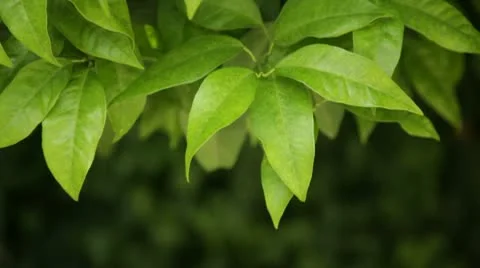 Foliage 2 Stock Footage 10728332