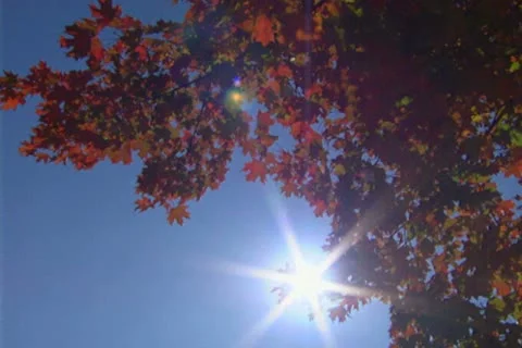 Foliage 2 Stock Footage 22376315